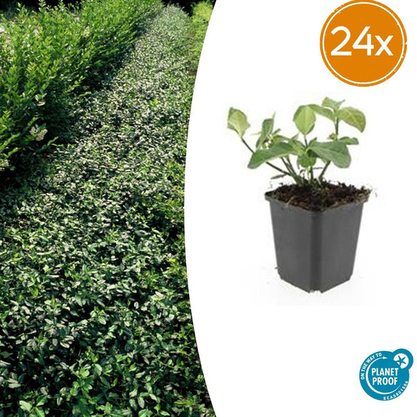 Kriechspindel ‚Dart's Blanket' – Euonymus fortunei