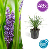 Lilientraube ‚Big Blue' – Liriope muscari