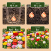 Gefüllte Tulpe Mischung – Tulipa – Ansicht 4