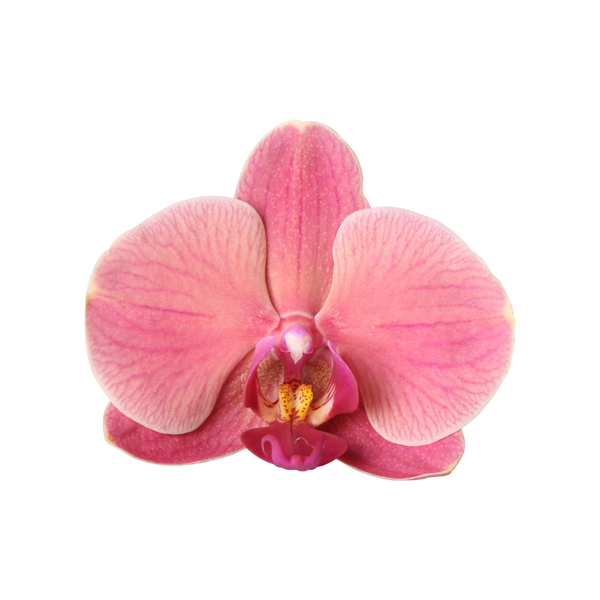 Orchidee ‚Narbonne Niagara Falls' – Phalaenopsis – Ansicht 5