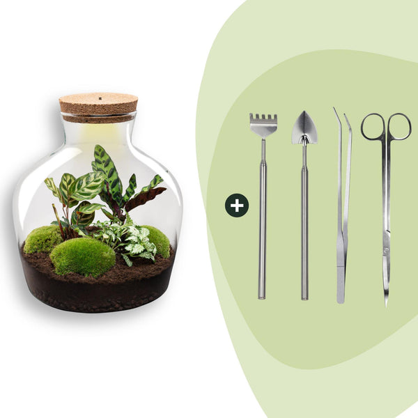 Flaschengarten-Set „Fat Joe" – DIY-Terrarium mit Licht und Pflanzen