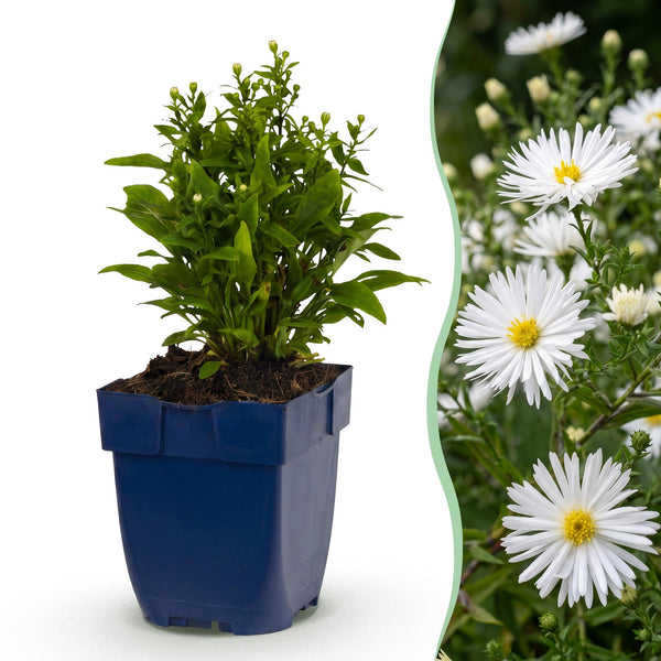 Kissen-Aster ‚Schneekissen' – Aster dumosus