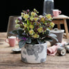 Lenzrose ‚Purple Marble' – Helleborus lividus – Ansicht 5