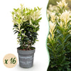 Japanischer Spindelstrauch ‚Paloma Blanca' – Euonymus japonicus – 16 Stück