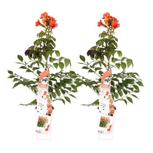 Trompetenblume ‚Summer Jazz Fire Trumpet' – Campsis radicans – Ansicht 6
