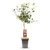 Pflaumenbaum ‚Opal' – Prunus domestica – Ansicht 2