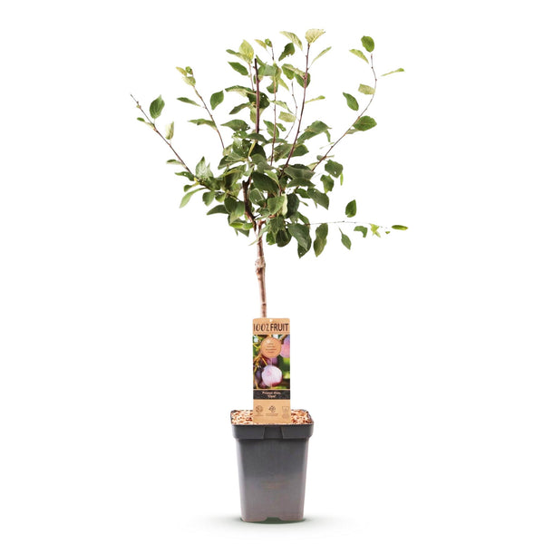 Pflaumenbaum ‚Opal' – Prunus domestica – Ansicht 2