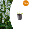Balkan-Storchschnabel ‚White Ness' – Geranium macrorrhizum