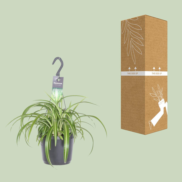 Grünlilie ‚Bonnie' – Chlorophytum comosum – Ansicht 3