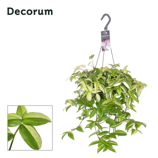 Dreimasterblume ‚Yellow Hill' – Tradescantia