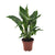 Einblatt ‚Diamond' – Spathiphyllum wallisii