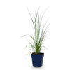 Zwerg-Pampasgras ‚Pumila' – Cortaderia selloana – Ansicht 2