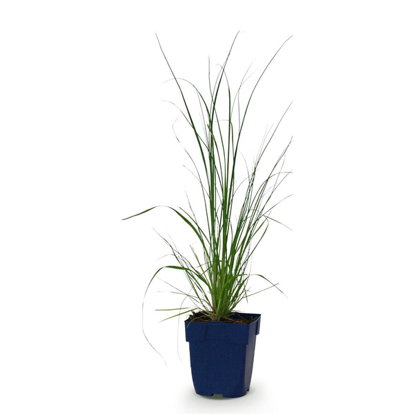 Zwerg-Pampasgras ‚Pumila' – Cortaderia selloana – Ansicht 2