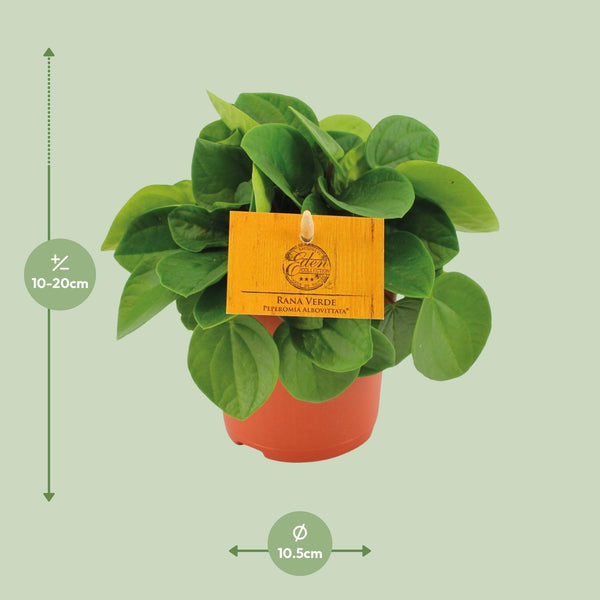 Zwergpfeffer ‚Rana Verde' – Peperomia – Ansicht 2