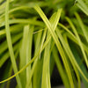 Japan-Segge ‚Everillo' – Carex oshimensis – Ansicht 4