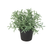 Kunstpflanze Currykraut (Helichrysum italicum)
