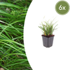 Japan-Segge – Carex morrowii – 6 Stück