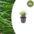 Japan-Segge – Carex morrowii – 6 Stück