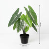 Kunstpflanze Alocasia ‚Polly' – Ansicht 5