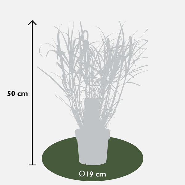 Chinaschilf ‚Strictus' – Miscanthus sinensis – Ansicht 10