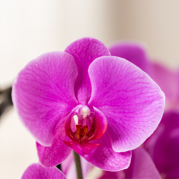 Orchidee ‚Freeride Niagara Falls' – Phalaenopsis – Ansicht 2