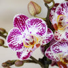 Schmetterlingsorchidee ‚Diamond Bora Bora' – Phalaenopsis – Ansicht 3