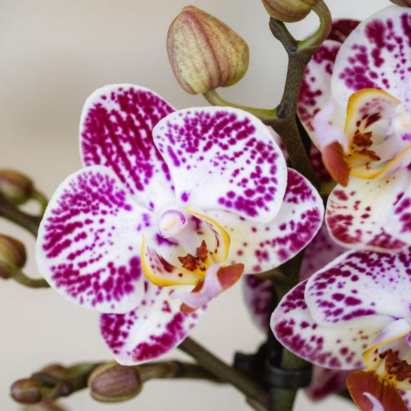 Schmetterlingsorchidee ‚Diamond Bora Bora' – Phalaenopsis – Ansicht 3