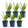 Schmucklilie Duo – Agapanthus – Ansicht 2