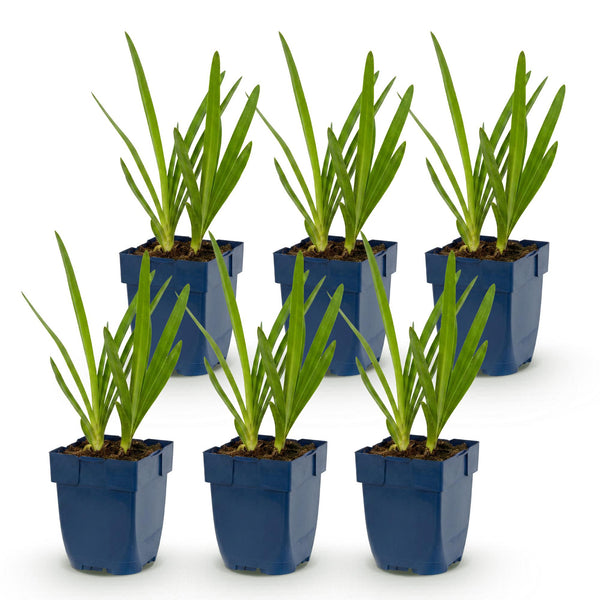 Schmucklilie Duo – Agapanthus – Ansicht 2