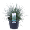 Blauschwingel ‚Azurit' – Festuca glauca – Ansicht 7