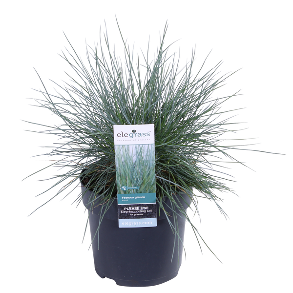 Blauschwingel ‚Azurit' – Festuca glauca – Ansicht 7