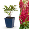 Prachtspiere ‚Fanal' – Astilbe arendsii – Ansicht 2