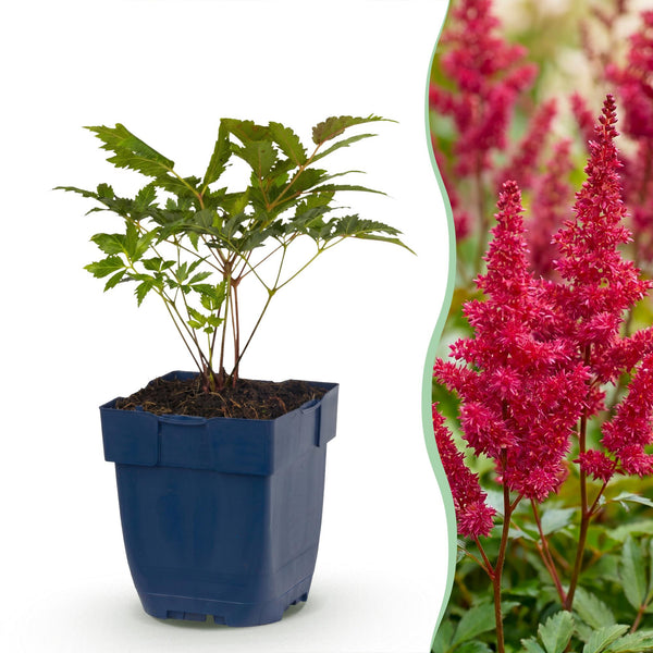 Prachtspiere ‚Fanal' – Astilbe arendsii – Ansicht 2