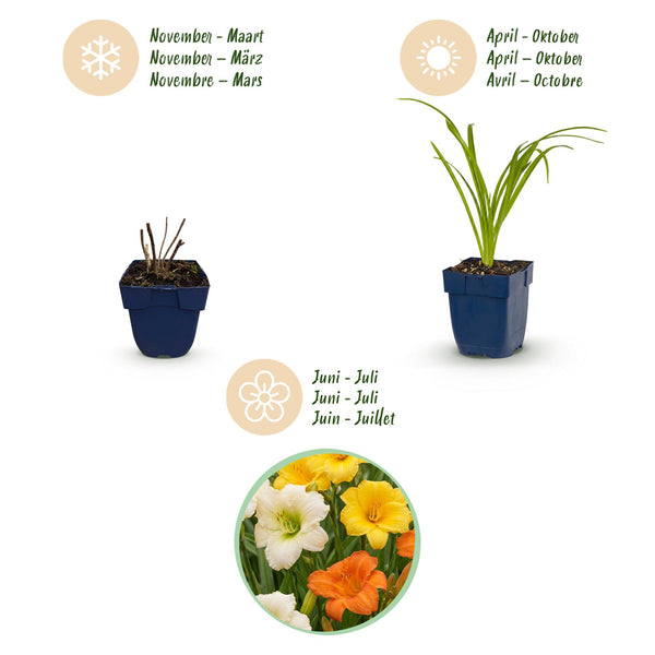 Taglilie – Hemerocallis – Ansicht 4