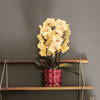 Schmetterlingsorchidee ‚Niagara Fall Sunny Bunny' – Phalaenopsis – Ansicht 6