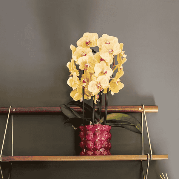Schmetterlingsorchidee ‚Niagara Fall Sunny Bunny' – Phalaenopsis – Ansicht 6