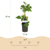 Brombeere ‚Triple Crown' – Rubus fruticosus – Ansicht 3