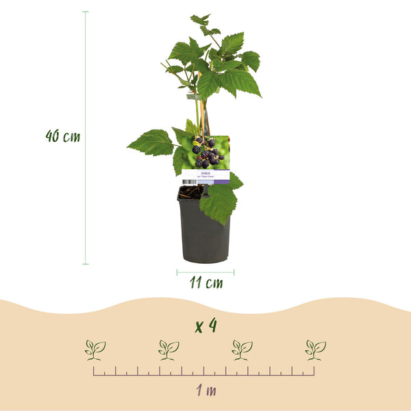 Brombeere ‚Triple Crown' – Rubus fruticosus – Ansicht 3