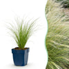 Federgras ‚Ponytails' – Stipa tenuissima