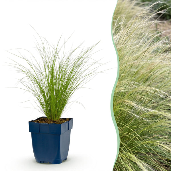 Federgras ‚Ponytails' – Stipa tenuissima