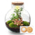 Terrarium-Set „Bolder Bob Bonsai" – DIY-Pflanzenterrarium mit Licht