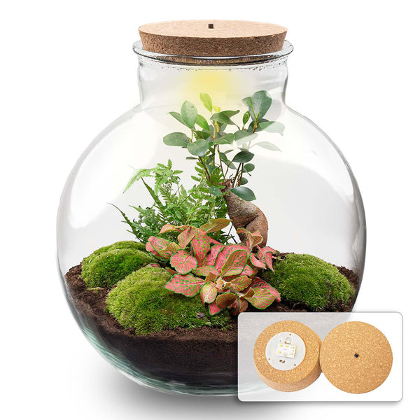 Terrarium-Set „Bolder Bob Bonsai" – DIY-Pflanzenterrarium mit Licht