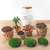 Flaschengarten-Set „Teddy Bonsai" – DIY-Terrarium mit Licht und Bonsai – Ansicht 2