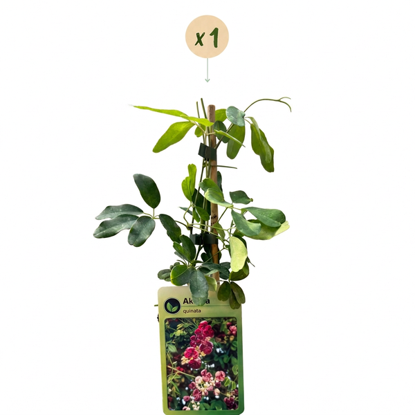 Fingerblättrige Akebie – Akebia quinata – Ansicht 2