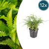 Borstiger Schildfarn ‚Herrenhausen' – Polystichum setiferum