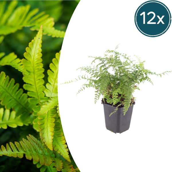 Borstiger Schildfarn ‚Herrenhausen' – Polystichum setiferum