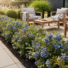 Heidelbeere ‚Bluegold' – Vaccinium corymbosum – Ansicht 5