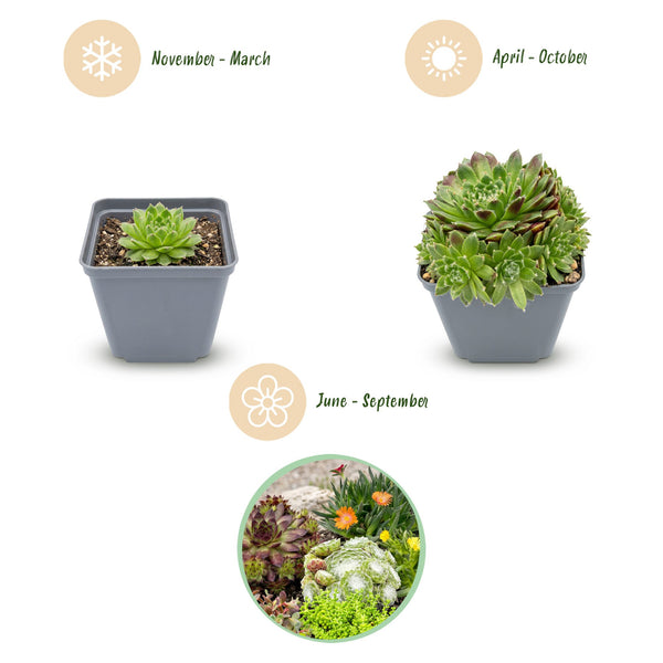 Alpenpflanzen-Set „Alpine Mix" – verschiedene Steingartenpflanzen – Ansicht 3