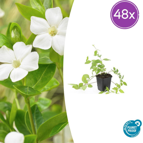 Großes Immergrün ‚Alba' – Vinca major