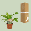 Nestfarn – Asplenium nidus – Ansicht 9